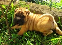 Filhote de Shar Pei brincalhão na grama verde exuberante