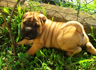 Filhote de Shar Pei brincalhão na grama verde exuberante