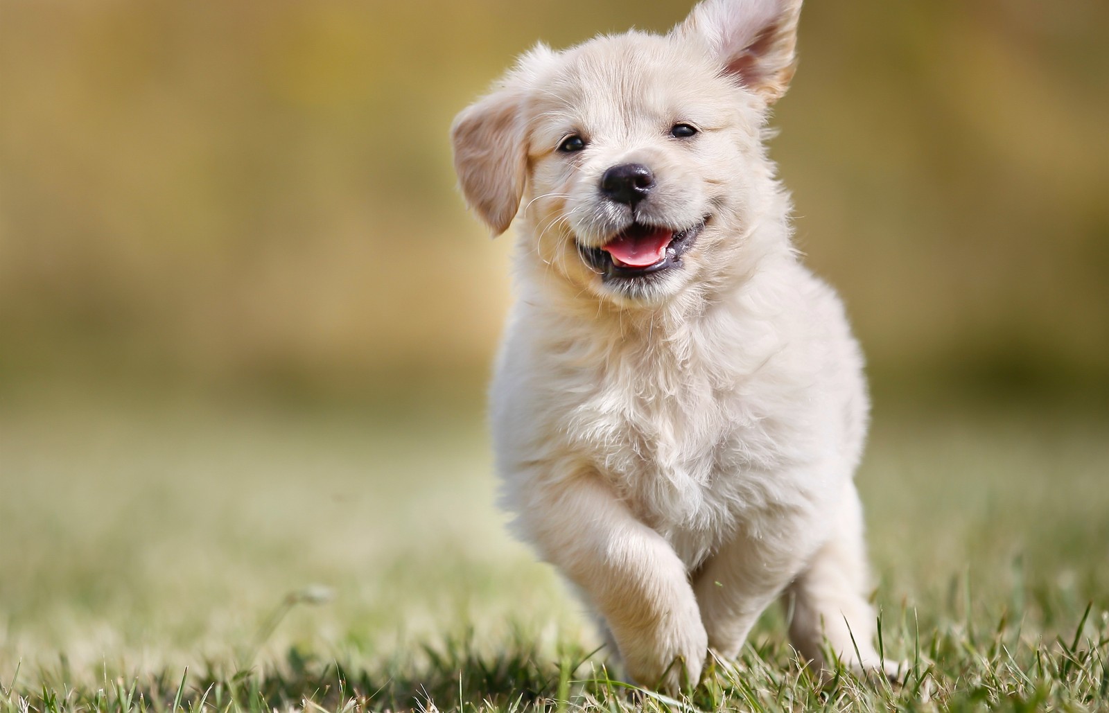 There is a small white dog running in the grass (cute, dog, puppy, puppies, grass)