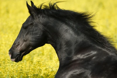 Majestuoso caballo negro contra un vibrante campo amarillo