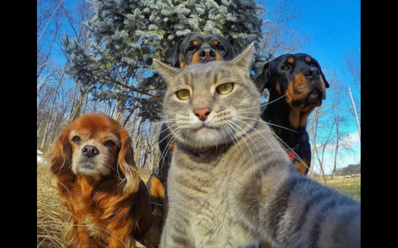 Descargar fondo de pantalla animal, cat, selfie, mundo