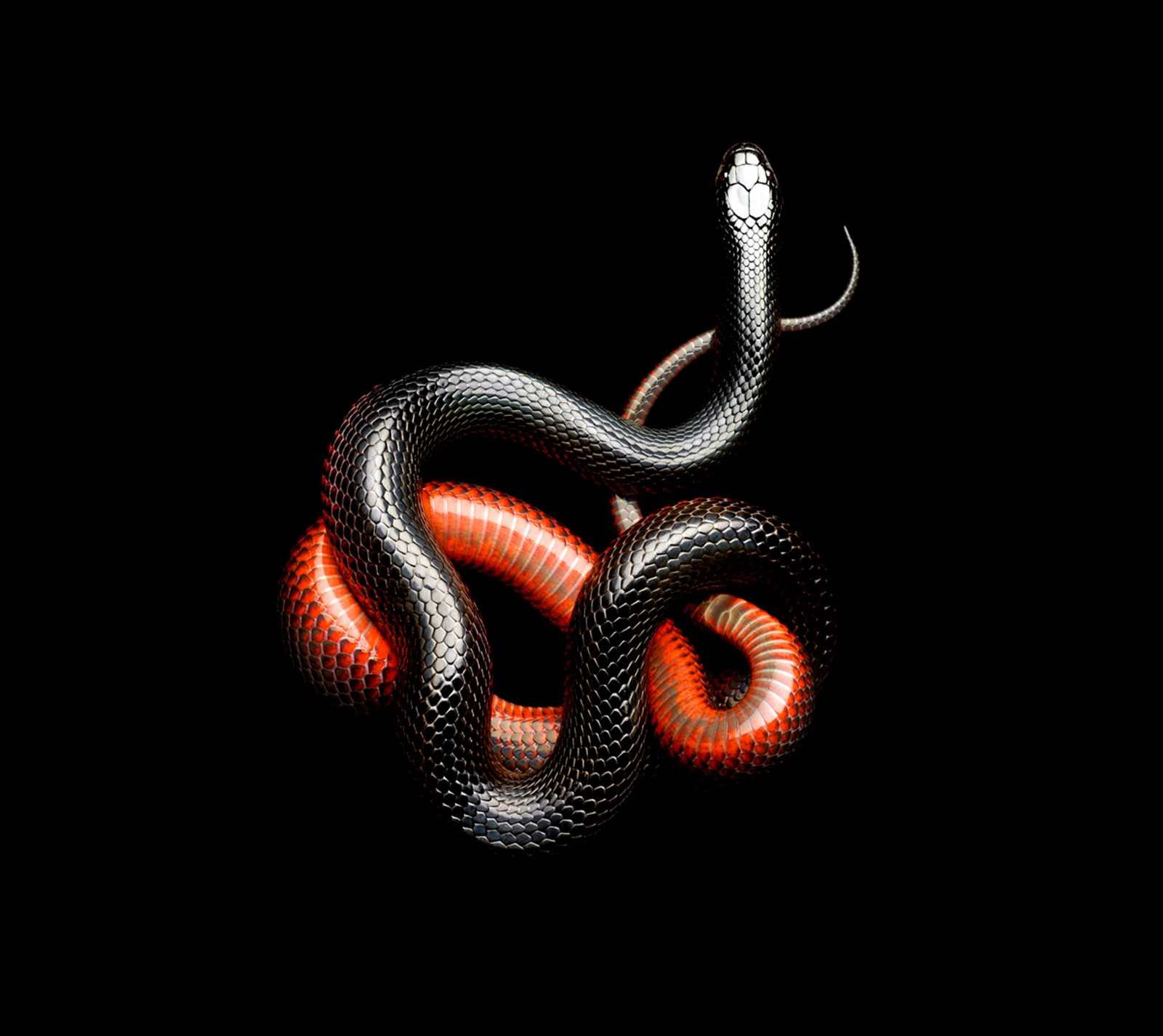 black and red, snake Download Wallpaper