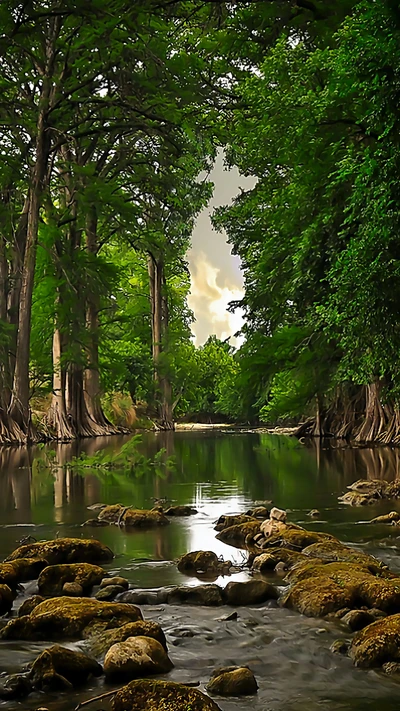 natur, baum, wetter