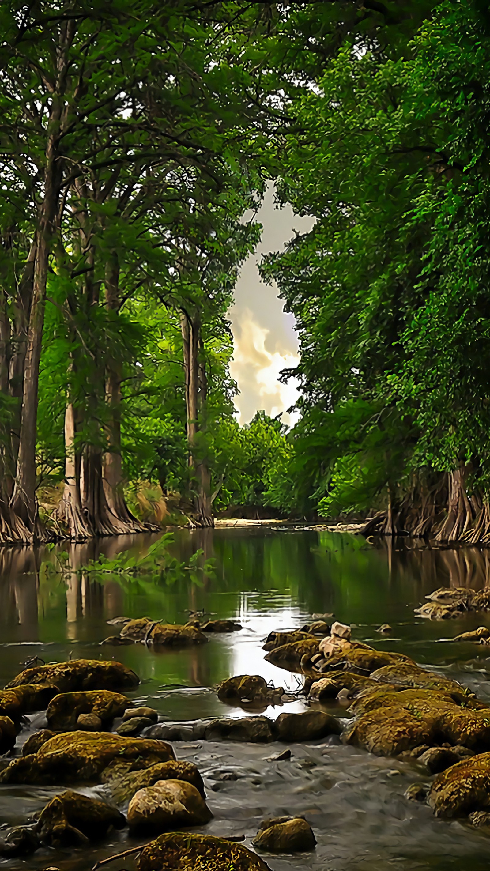 Trees and rocks in a river surrounded by green trees (nature, tree, weather)