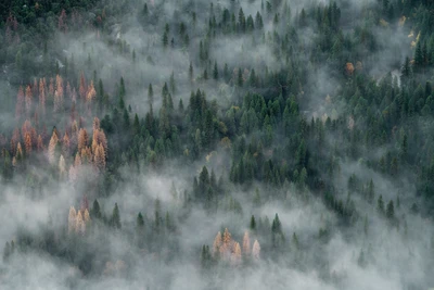 niebla, brumoso, paisaje, montaña, árboles