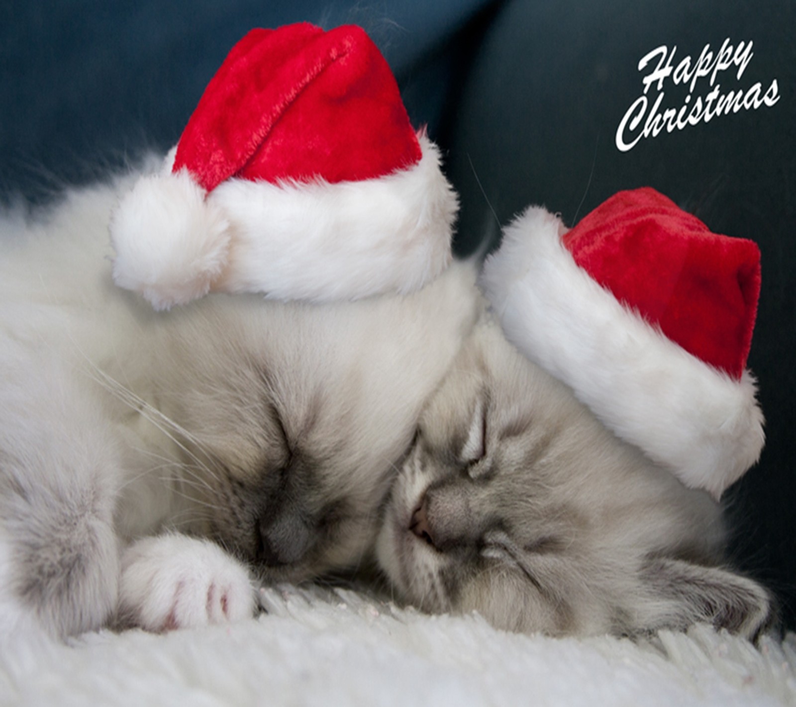 Hay un gato que está durmiendo en un sofá usando un gorro de papá noel (navidad, feliz)