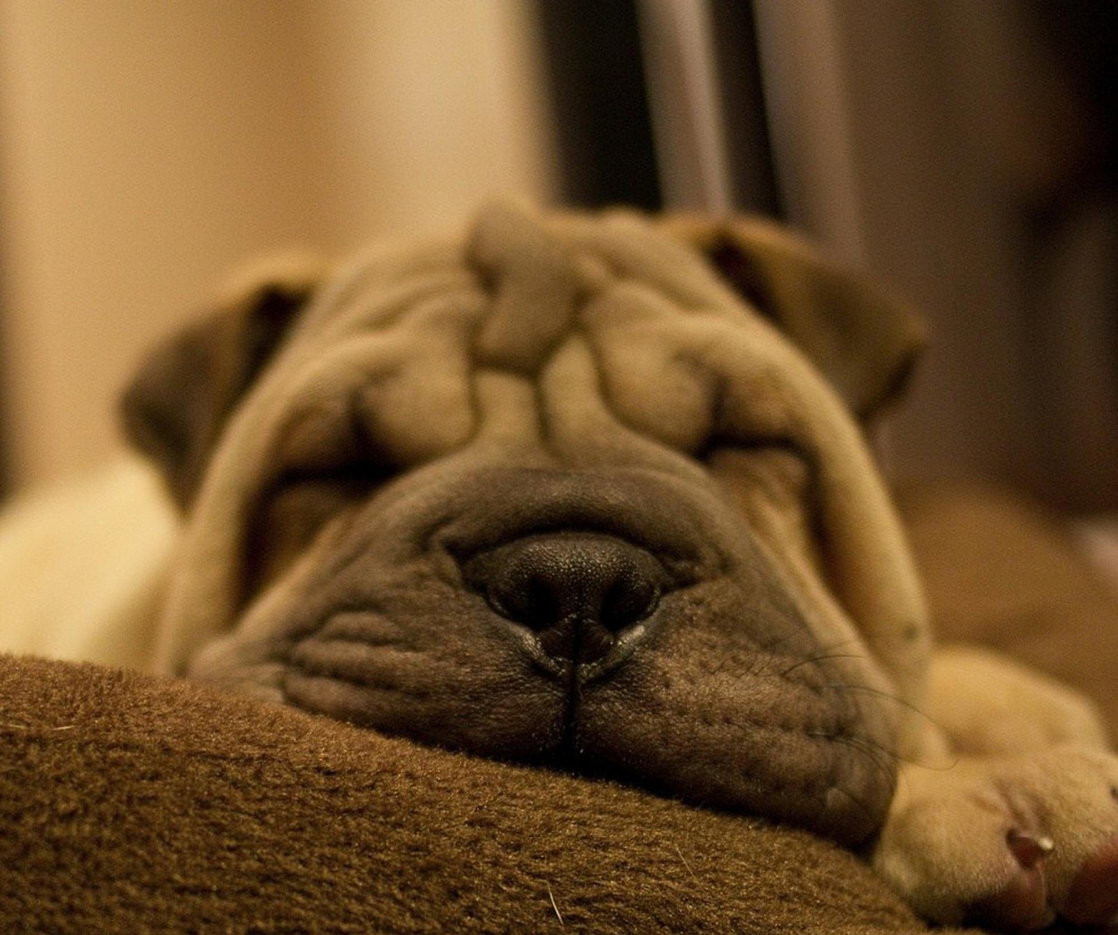 brown, dog, hd, nice, sleep Download Wallpaper