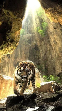 Ein majestätischer Tiger tritt aus einer sonnenbeschienenen Höhle hervor, umgeben von dramatischen Klippen und üppigem Grün.