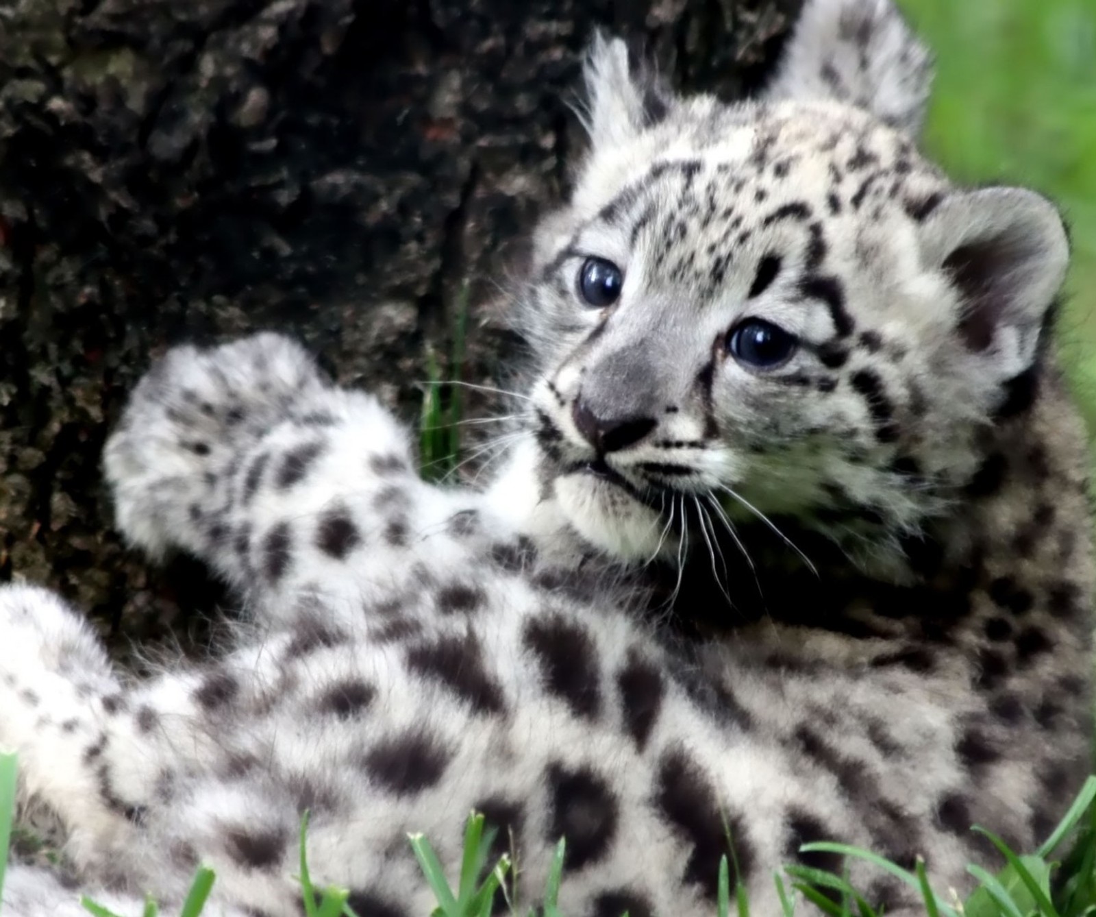 Ein schneeleopardenbaby, das im gras liegt (tier, baby, würfel, leopard)