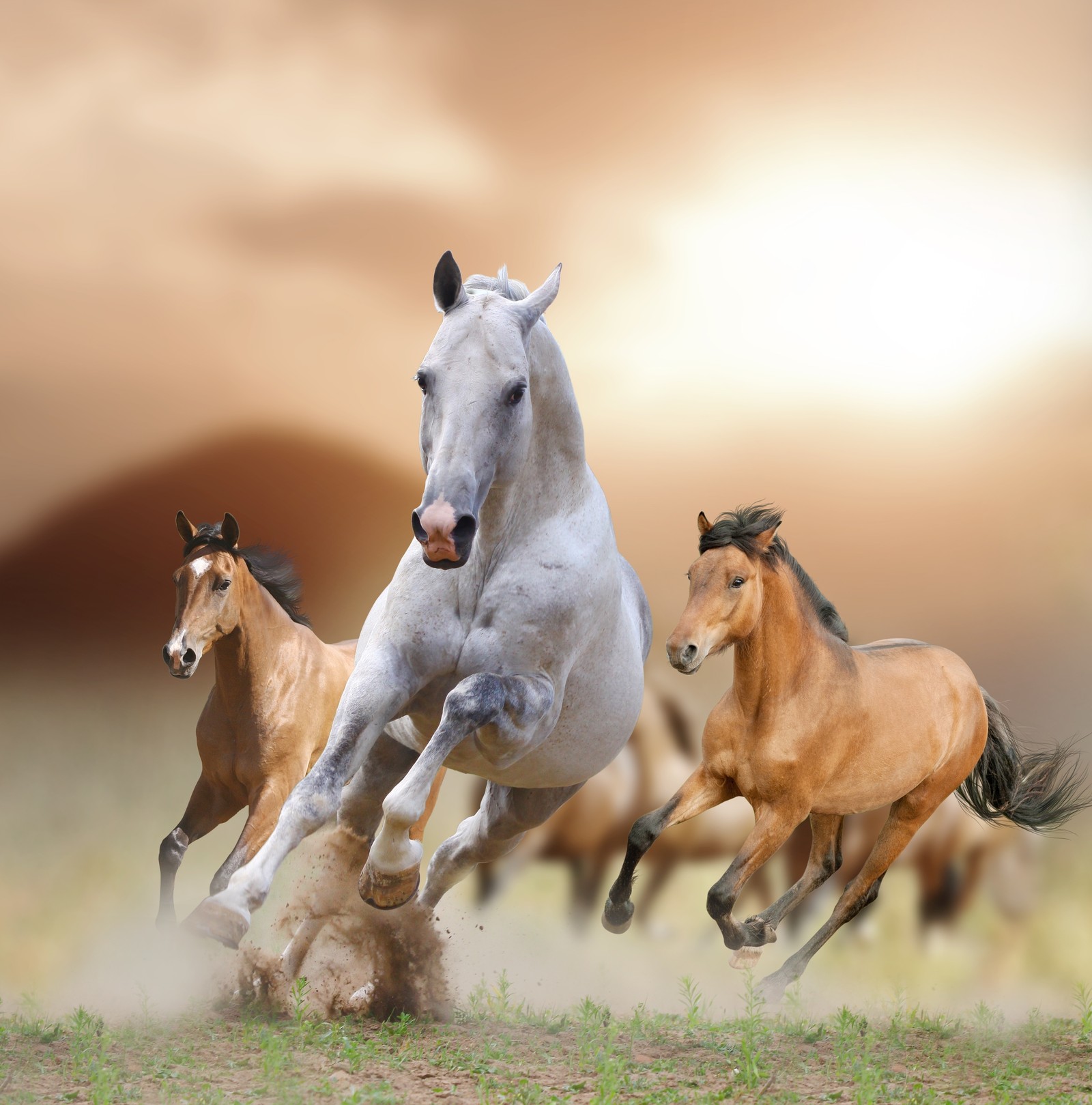 Horses running in a field with a sunset in the background (art, horse, horses, race, theme)