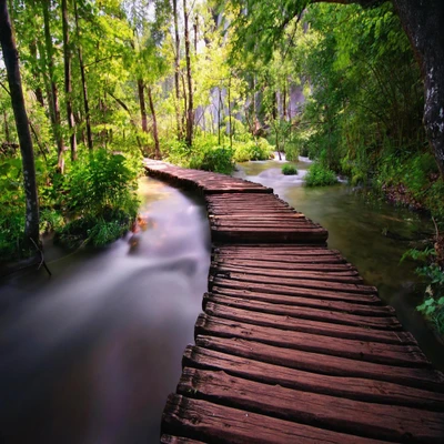 Serene wooden pathway through a lush green forest by a gentle stream.