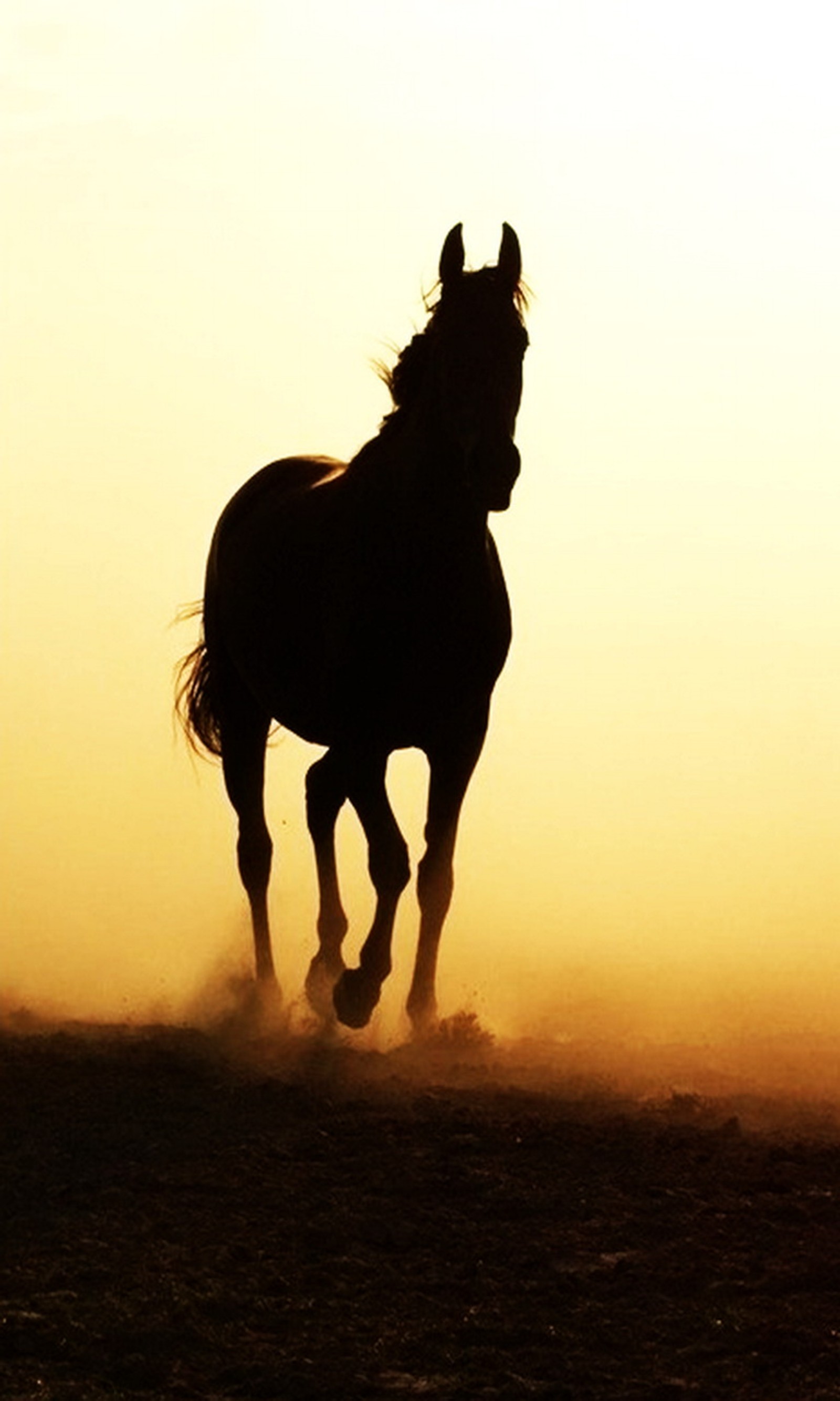 La silueta de un caballo corriendo en el polvo al atardecer (caballo, soleado, atardecer)