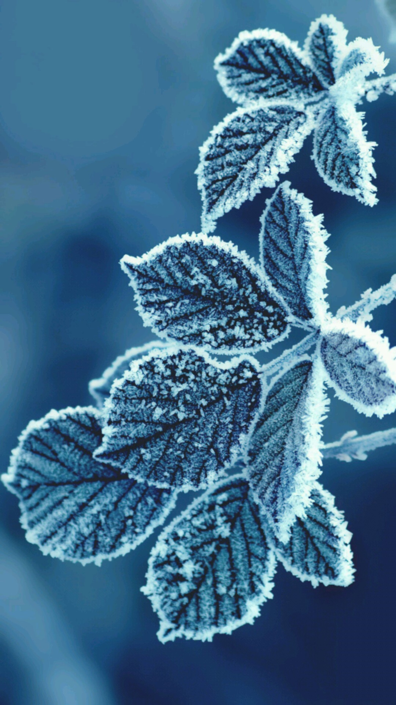 A close up of a leaf with frost on it (blue, ice, leaves, nature, winter)