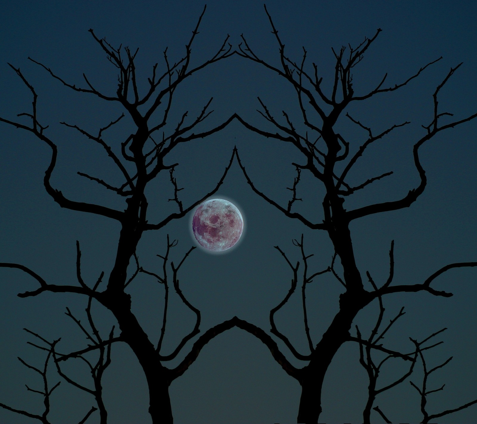 A close up of a tree with a full moon in the background (halloween, moon, trees)