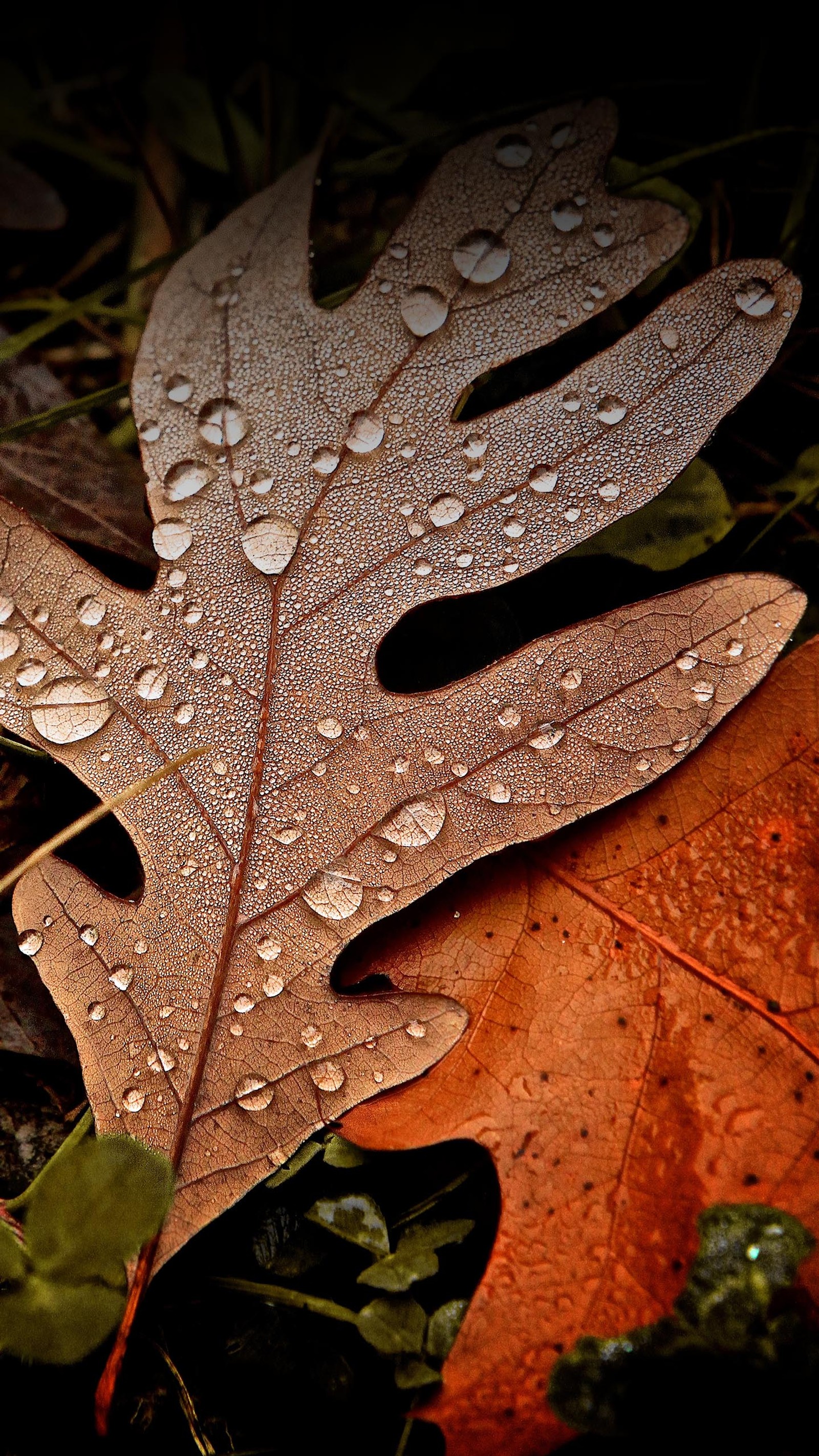 Un gros plan d'une feuille avec des gouttes d'eau dessus (automne, gouttes, feuille, zte axon 7)