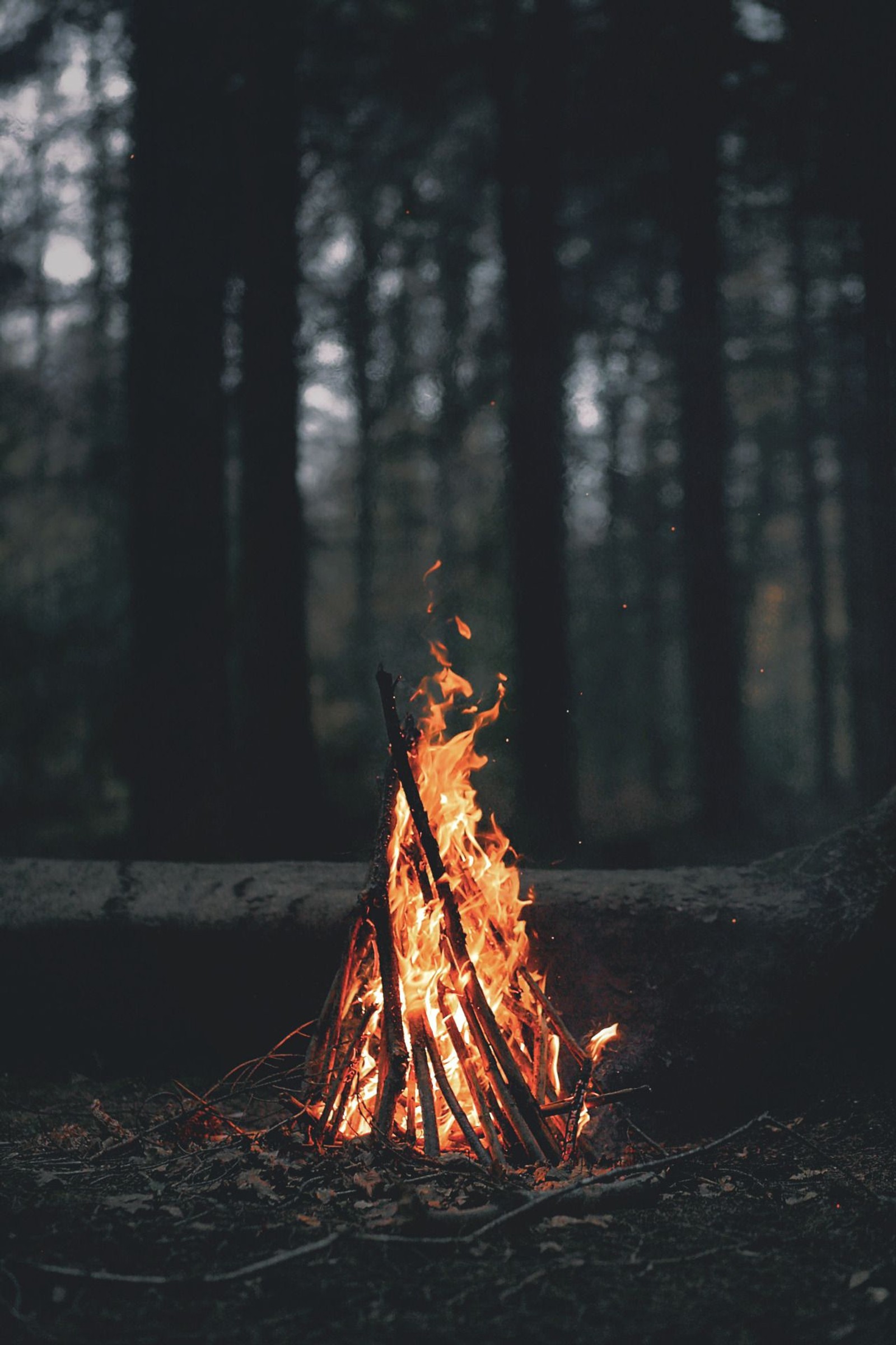 Hay un fuego ardiendo en medio del bosque (naturaleza, fotografía, fuego, noche)