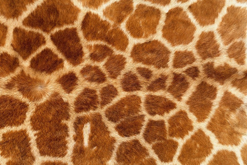 Крупный план кожи жирафа с узором из пятен (giraffe skin, gordanabeograd)