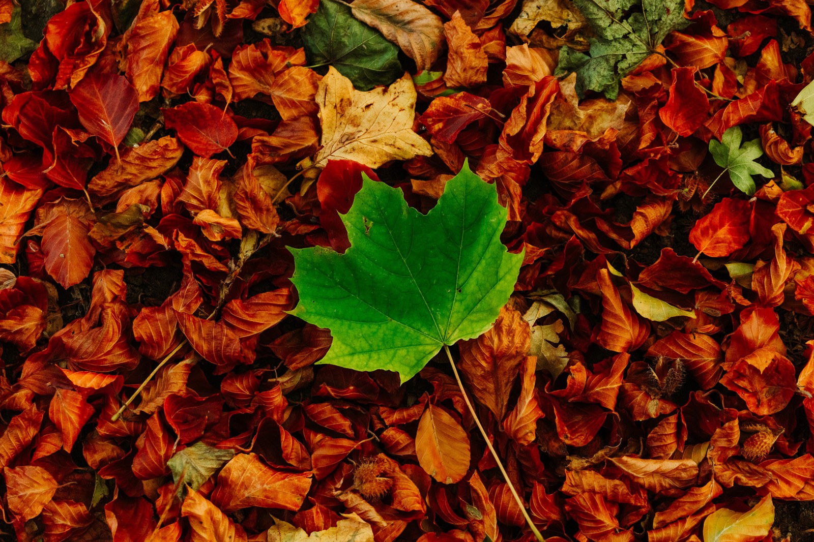 Una hoja de arafed yace en el suelo rodeada de hojas (otoño, marrón, madera, caducifolio, cobertura del suelo)