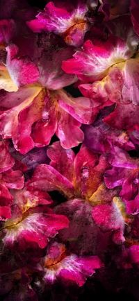 Vibrant Magenta Petals of Flowering Groundcover Plants