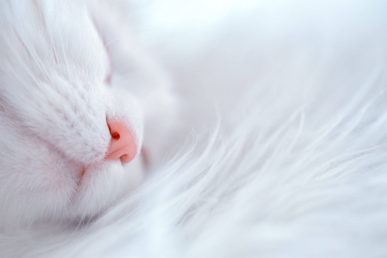 whiskers, cat, kitten, white, nose wallpaper