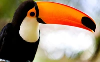 Portrait vibrant de toucan avec un bec distinctif