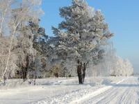 Árvores cobertas de geada em uma paisagem de inverno serena