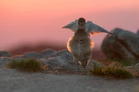 Greifvogel breitet die Flügel bei Sonnenaufgang aus