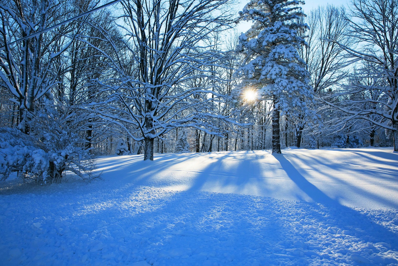 A view of a snowy park with trees and snow covered ground (winter road, winter, snow, tree, nature)