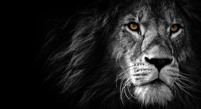 Majestic Lion Against a Dark Background: A Striking 4K Wallpaper of a Wild African Predator