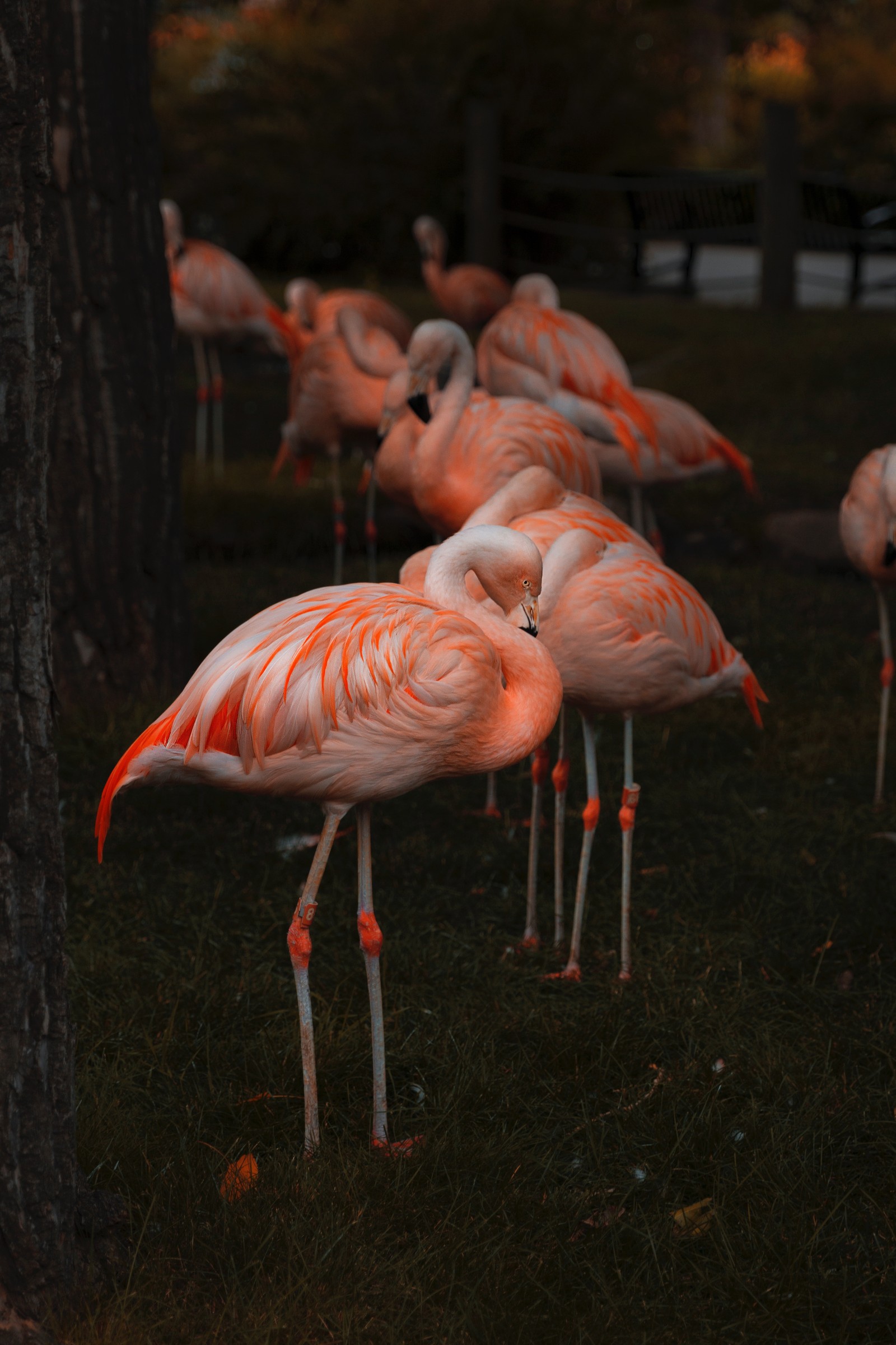 Los flamencos están de pie en un campo de hierba cerca de un árbol (pico, flamenco, flamenco mayor, ave, ave acuática)