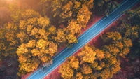 Autumn Road Through a Golden Forest