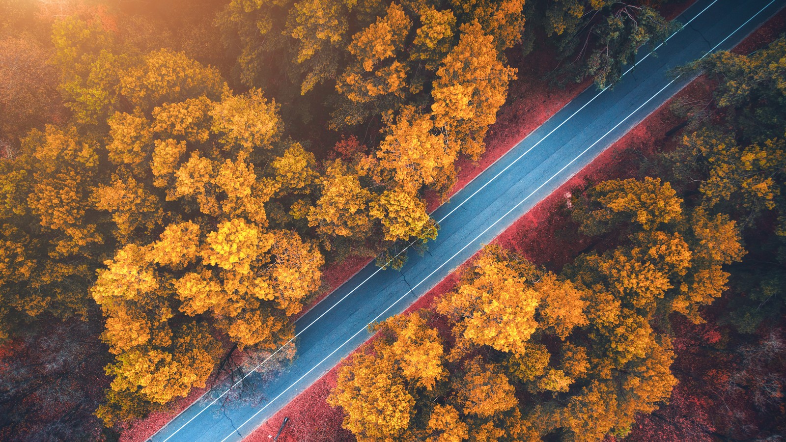 Téléchargez le fond d'écran forêt, route, automne, arbres, nature