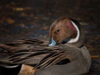 A close-up of a duck preening its feathers on the water's surface.