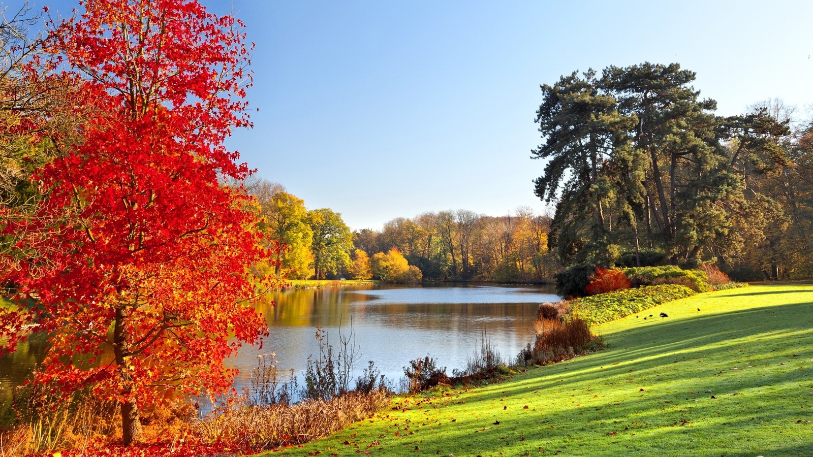 Una vista de un lago rodeado de árboles con hojas rojas (naturaleza, árbol, reflexión, hoja, otoño)