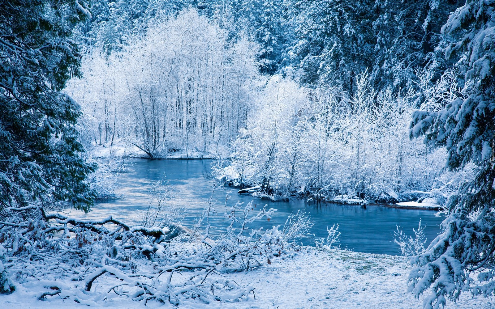 Blick auf einen fluss, der durch einen schneebedeckten wald fließt (winter, schnee, wasser, natur, baum)