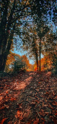 natur, zweig, laubabwerfend, naturumgebung, blatt