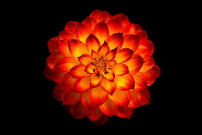 Vibrant Orange Dahlia Flower on Black Background