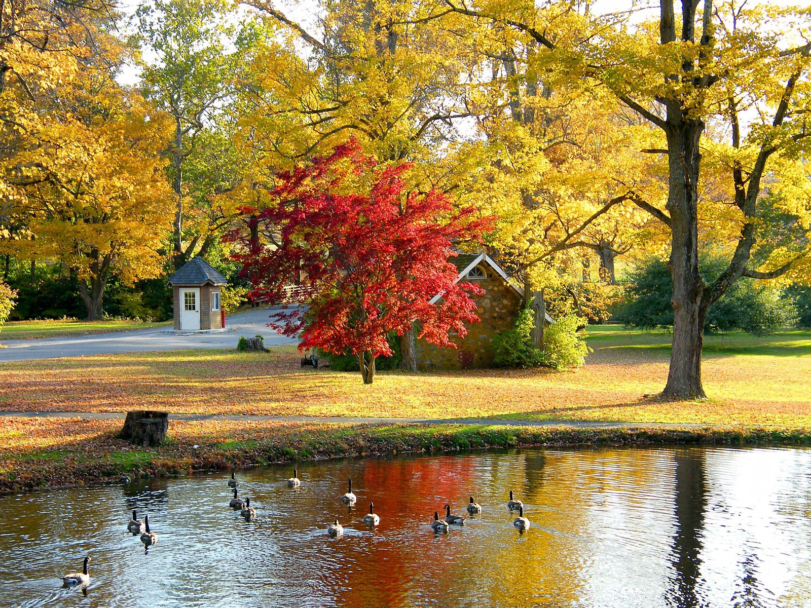 Des canards nagent dans un étang dans un parc avec une maison en arrière-plan. (arbre, nature, feuille, réflexion, automne)