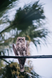 Eine auf einem Ast sitzende gestreifte Eule mit auffälligen Augen, vor dem Hintergrund üppigem Palmenlaub.