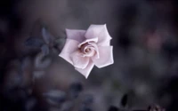 Delicate Pink Rose Against a Dark Background