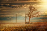 tree, morning, plain, atmosphere, sky wallpaper