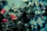 flor, rosa, vermelho, verde, planta