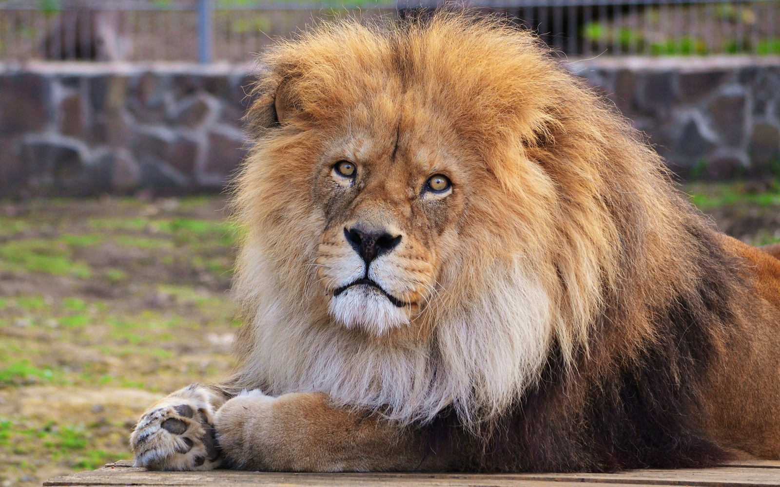 Descargar fondo de pantalla león, vida silvestre, león masai, animal terrestre, melena