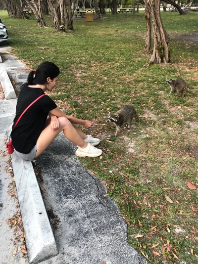 A woman sits on a curb, interacting with two raccoons in a grassy area surrounded by trees.