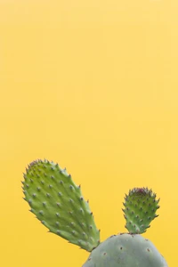 cactus, plants, green, plant, prickly pear wallpaper