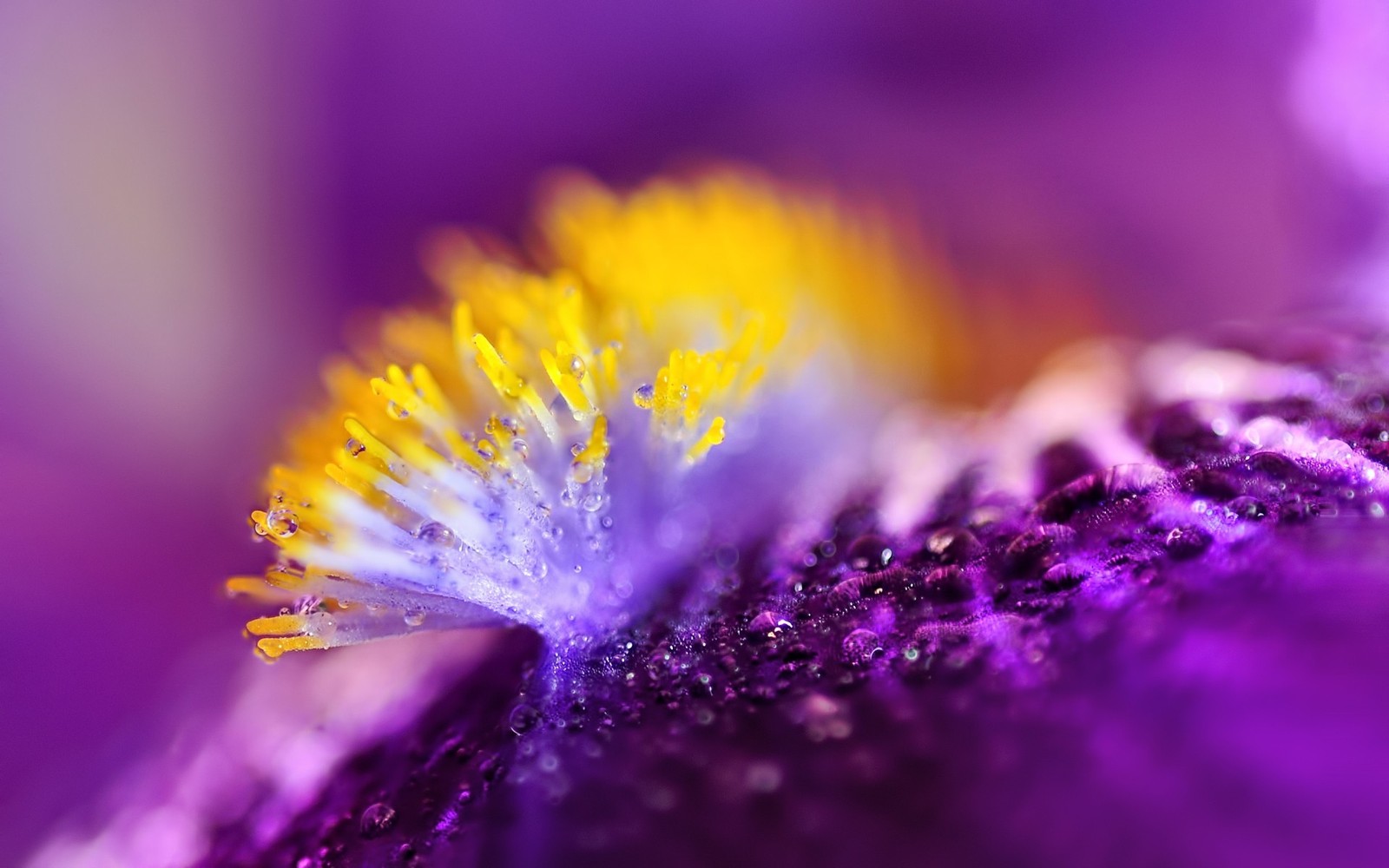 Uma flor roxa e amarela com gotas de água (violeta, roxo, pétala, pólen, fotografia macro)