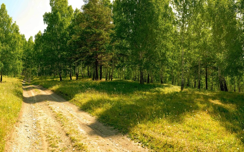 Вид на грунтовую дорогу в лесу с высокими деревьями (лес, природа, берёза, дерево, дорога)