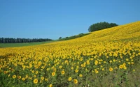 Vibrant Meadow of Blooming Sunflowers in Rural Hanoi