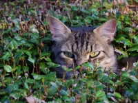 A tabby cat stealthily concealed among lush green foliage, its intense gaze peering through the leaves.