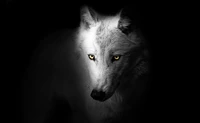 Majestic Wolf with Striking Yellow Eyes Against a Black Background